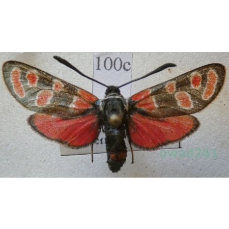 Zygaena carniolica (Scopoli, 1763) Kraśnik rzęsinowiec Czech100c